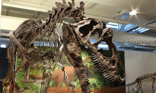 Die Sonderausstellung „Jurassic Harz. Dinosaurier von Oker bis Wyoming“ wird im Naturhistorischen Museum in der Ausstellungshalle Hamburger Str. 267 noch bis zum 23. Juli 2017 zu sehen sein.  Foto: A. Ritter, Staatliches Naturhistorisches Museum 