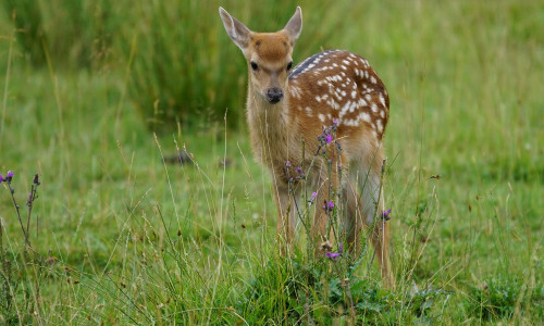 In den letzten Jahren verursachen die stark angestiegenen Rotwildpopulationen vor allem im Harz, Solling und der Heide starke Verbiss- und Schälschäden in den Wäldern der Landesforsten. Foto: Pixabay
