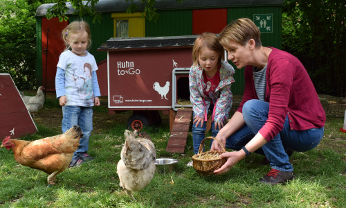 Jana Machnik und ihre Schützlinge Freda und Mira zeigen den Hühnern Blume und Berta die Eier im Körbchen. Foto: Stadt Goslar