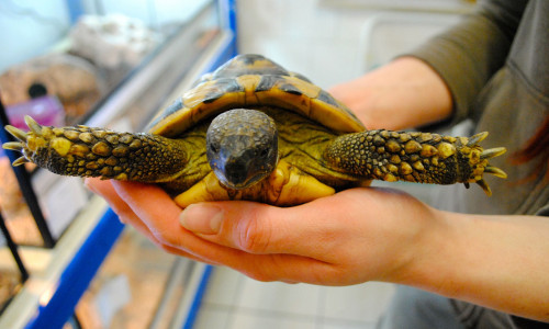 Auch eine Schildkröte lebt im Tierheim Salzgitter.  Foto: Sina Rühland