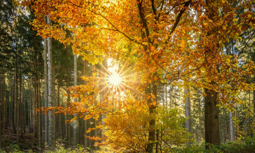 Laut BBIWS sollten mehr Bäume im Wald gelassen werden und weniger Forstmaschinen eingesetzt werden. Symbolbild: Pixabay 