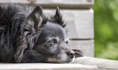 Der 18 Jahre alte Hund konnte seiner Besitzerin übergeben werden. Symbolbild: Pixabay