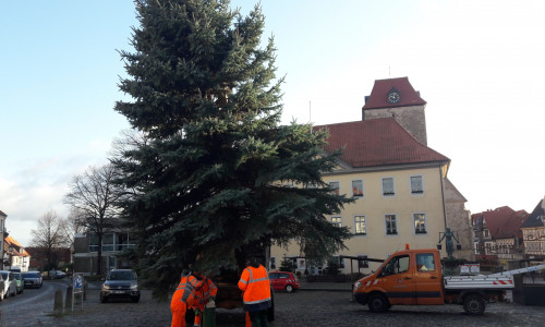 Der „erste“ Schöninger Weihnachtsbaum fiel am Wochenende dem Sturm zum Opfer. Heute wurde bereits Ersatz organisiert. Foto: Stadt Schöningen