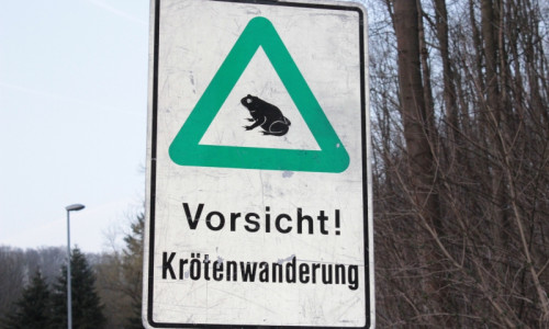 Aufgrund der Krötenwanderung müssen einige Straßen im Landkreis gesperrt werden. Fotos: Anke Donner
