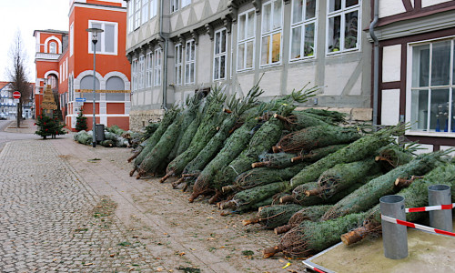 Das Weihnachtsbaumlager vor dem Büro des Veranstaltungsmanagement in der Kanzleistraße. Foto: Werner Heise