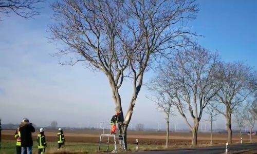 Dieser Baum vor Lesse wurde von einem LKW gestriffen und musste zum Teil gefällt werden. Foto/Video: Alexander Panknin
