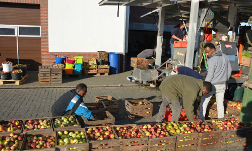 Flüchtlinge stellen die vollen Kisten zur Apfelsaftpressung bereit. Fotos: Privat