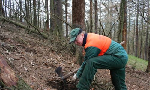 Nationalpark-Forstwirt Klaus-Dieter Kahn bei der Buchenpflanzung im Eckertal. Foto: Privat