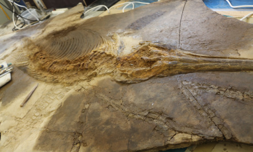 Im Geopunkt Schandelah bei Braunschweig, wurde ein Ichthyosaurier gefunden. Das Tier lebte vor über 180 Millionen Jahren. Es ist bereits der dritte Saurierfund des Naturhistorischen Museums in Schandelah. Foto: Robert Braumann