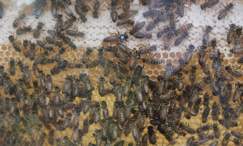 Vom St. Magni Friedhof wurde offenbar ein Bienenvolk geklaut. Symbolfoto: Archiv