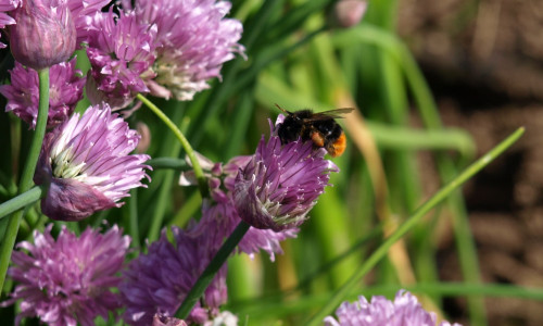 In einem natürlichen Garten geht es den Insekten gut. Foto: NABU/Marlies Gräwe