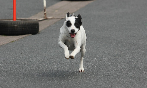 Hunde rennen für die Medaille. Foto: Privat