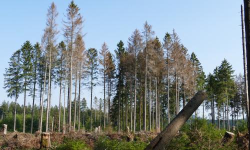Die witterungs- und befallbedingten Schäden im Harz sind deutlich zu erkennen. Foto: NLF