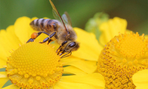 Seit Sommer 2017 gibt es in Thiede ein neues Bienenvolk. Foto: NABU/Helge May