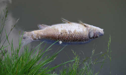 Sauerstoffmangel führte zum Fischsterben in der Aller. Symbolfoto: Pixabay