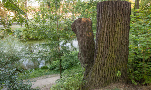 Der BUND möchte, dass der Rat der Stadt Salzgitter eine Baumschutzsatzung einführt. Symbolfoto:  Alec Pein