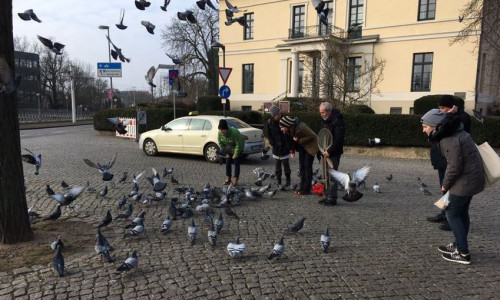 Die Mitglieder der Initiative Stadttiere kümmern sich um verletzte und gehandicapte Tauben. Fotos, Video und Podcast: Alexander Dontscheff