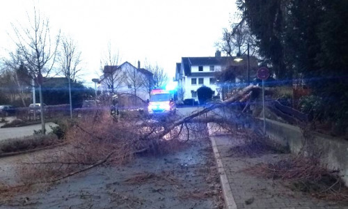Am Klinikum versperrte ein umgestürzter Baum die Zufahrt zur Notaufnahme. In der Nacht blieb es laut Mitteilung der Feuerwehr ruhig. Foto: Raedlein