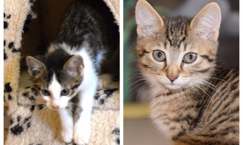 Neben Linus und Luna warten noch weitere Katzen im Tierheim auf ein neues Zuhause. Fotos: Tierschutzverein Gifhorn und Umgebung