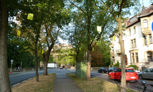 Die Bürgerinitiative Baumschutz Braunschweig macht sich für den Erhalt für die Ahornbäume auf der Jasperallee stark. Foto: Bürgerinitiative Baumschutz Braunschweig
