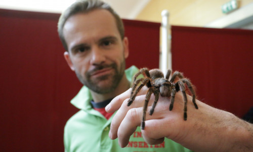 In der Stadthalle wird eine Spinnen-und Insektenausstellung gezeigt. Fotos: Renaldo Neigert 