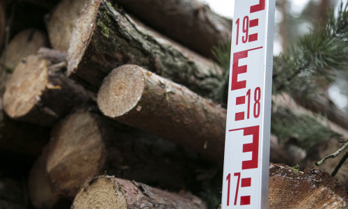 Die Holzernte wird in den nächsten Jahren von der großen Dürre negativ beeinflusst werden. Foto: IG BAU