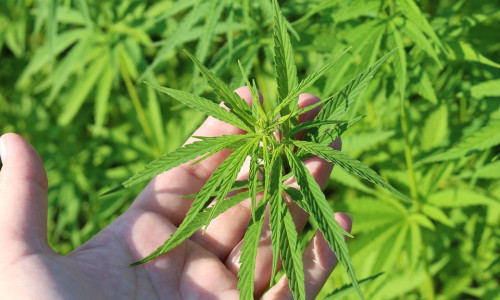 Über 500 Cannabispflanzen stellte die Polizei sicher. Symbolfoto: pixabay
