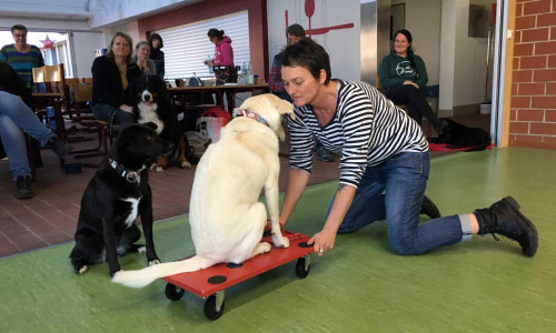 Lebenshilfe-Mitarbeiterin Steffi Sembera zeigt Übungen mit dem Rollbrett für Therapiehunde. Fotos: Lebenshilfe