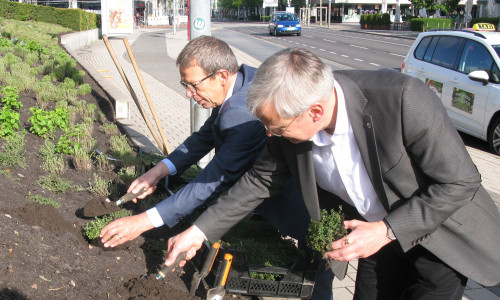 Oberbürgermeister Klaus Mohrs (hinten) und Stadtbaurat Kai-Uwe Hirschheide (vorne) pflanzen Kräuter am Rathaus. Foto: Stadt Wolfsburg  

