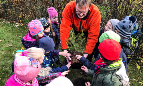 Franz Hüsing, Direktor der Stiftung Zukunft Wald, pflanzte mit den Kindern der Kita die Bäume. Foto und Video: Stadt Wolfenbuettel/rae