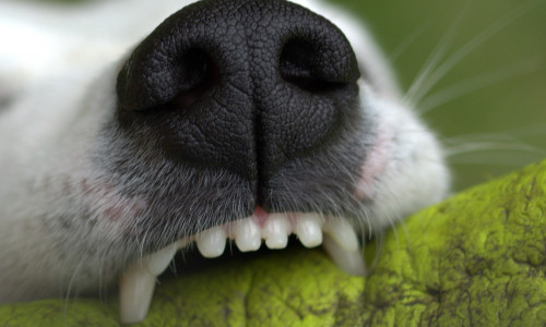 Die Sportlerin soll von dem Hund angefallen worden sein. Symbolfoto pixabay