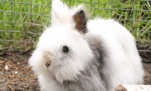 Kaninchen Elsa sucht ein neues Zuhause. Foto: Tierschutzzentrum Ribbesbüttel