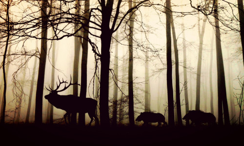 Die Jäger haben es auf Schweine und Rehe abgesehen. Symbolfoto: pixabay