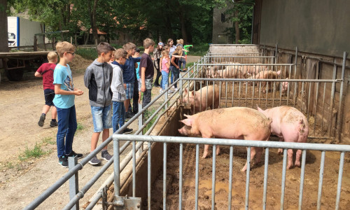 Die Schweine waren die Hauptattraktion für die Schüler. Foto: THG