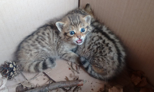 Nach einer Woche ohne Mutter heißt es erstmal Ruhe im Karton für vier verwaiste Wildkatzenkinder. Fotos: Landesforsten