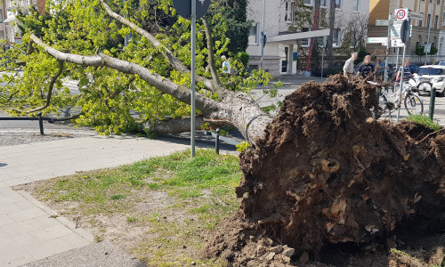 Die Untersuchung ergab, dass der gesamte Wurzelstock des Baumes aufgrund Pilzbefalls von Holzfäule befallen war. Foto: Stadt Braunschweig