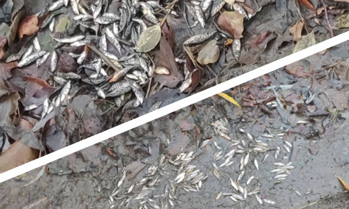 "Ich habe gerade auf der Fischerstrasse etwa 3 Massengräber mit kleinen Fischen gesehen. Diese haben wohl versucht in den letzten Wasserpfützen zu überleben und sind dann dort jämmerlich verreckt", schrieb der Leser, der uns diese Fotos von der Situation am Weddebach zukommen ließ. Foto: Ingo Rother