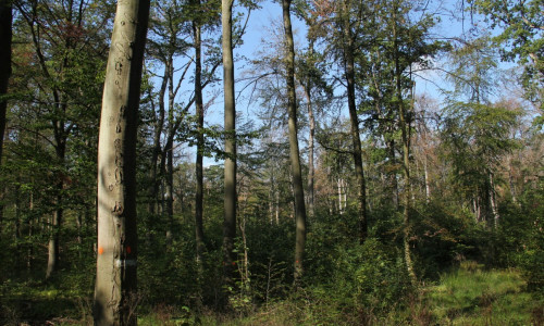 Das Ausmaß der Schäden im Hohnstedter Holz sei riesig. Foto: Niedersächsische Landesforsten