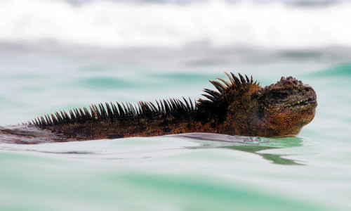 Hier ist der so genannte "Galapagos-Godzilla" Amblyrhynchus cristatus godzilla zu sehen. Foto: Miguel Vences/TU Braunschweig