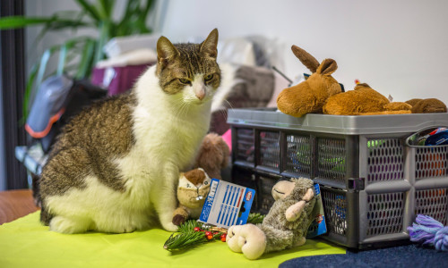 Katze Mietze lebt seit 2016 im Tierheim Salzgitter und gehört zum Inventar. Sie freut sich schon auf die vielen Geschenke für sich und ihre tierischen Kumpels. Foto: Tierschutzverein Salzgitter und Umgebung e.V.