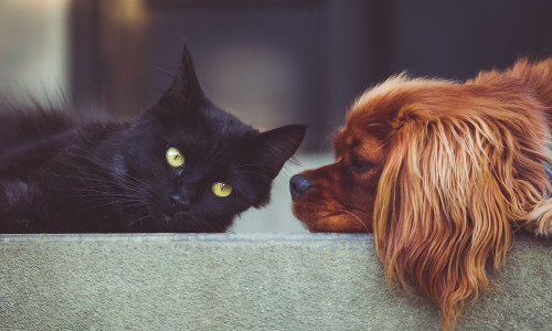 Hund, Katze und viele andere Tiere hoffen auf ein neues Zuhause. Symbolfoto: Pixabay