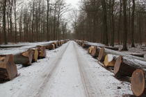 Das wertvolle Holz aus dem niedersächsischen Landeswald ist sehr gefragt. Foto: Landforste
