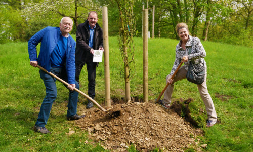 v.l.n.r.: Bernd Grabb, Dietrich Leptien und Annegrit Grabb pflanzen den Baum des Jahres 2018. Fotos: Alexander Panknin