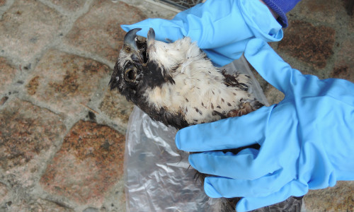 Der Nationalpark geht davon aus, dass der Falke gezielt vergiftet wurde. Foto: Nationalpark Harz