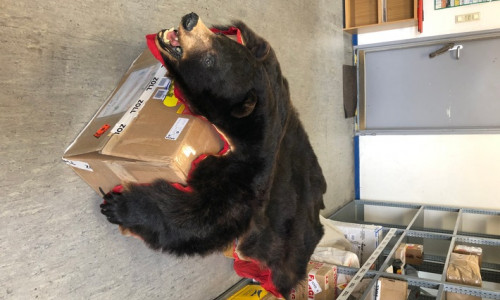 Ein Schwarzbärenfell fischte der Zoll am 20. September 2019 in Wolfsburg aus einem Paket; Foto: ZOLL