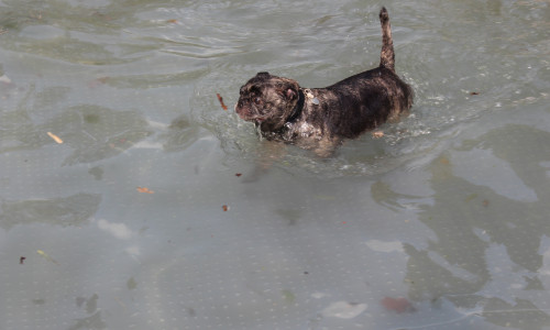 Am Heidbergsee dürfen Hunde im Sommer weiterhin nicht schwimmen. Symbolbild: Sandra Zecchino