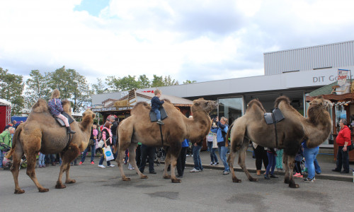 Das Baßgeigenfest am Samstag war gut besucht. Ein Höhepunkt war das Kamelreiten vor einem Autohaus. Fotos: Anke Donner 