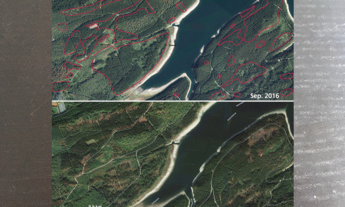 Luftbilder des Waldes an der Granetalsperre im Harz (Landkreis Goslar) im Vergleich zwischen September 2016 und 2018. In den rot markierten Bereichen sind Veränderungen des Waldes durch Sturm und Borkenkäfer deutlich. Die Zeitreihe wird nun durch Bilder aus dem September 2019 ergänzt. Fotos: NLF (oben)/Google (unten)