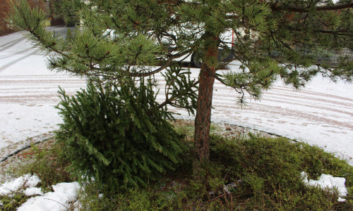 In der kommenden Woche werden die Weihnachtsbäume abgeholt. Symbolfoto: Archiv