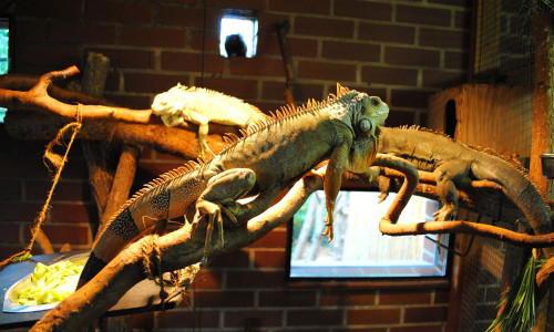 Die Leguane im Arche Noah Zoo genießen das wärmende Licht. Archivbild
